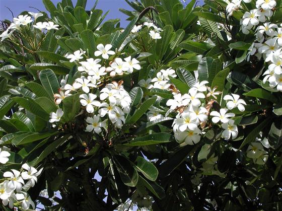 معرفی و راهنمای پرورش گیاهان زینتی آپارتمانی - یاسمن سفید